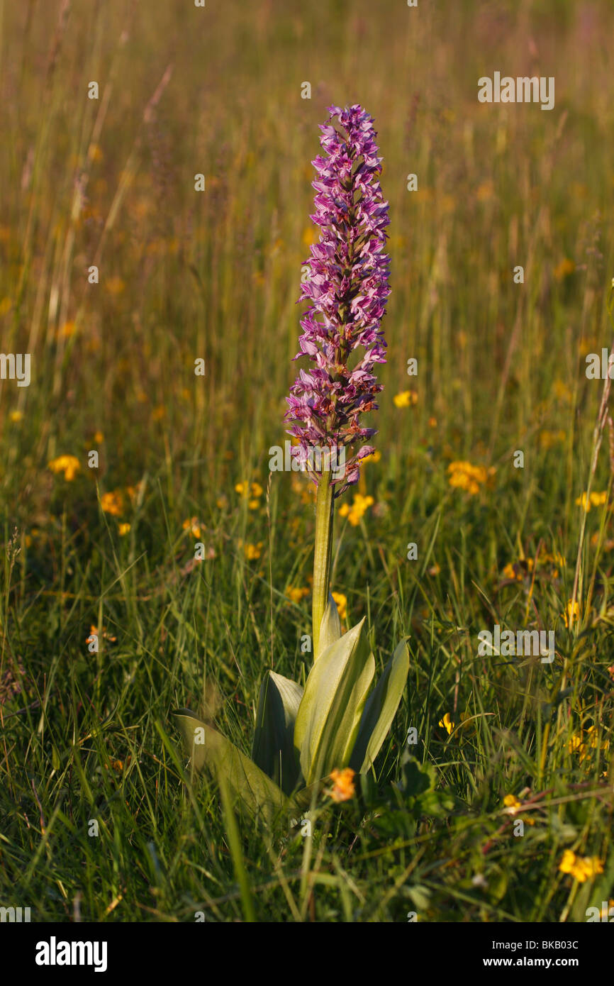 Helmknabenkraut Orchis, Militaris, Militär, Orchidee Stockfoto