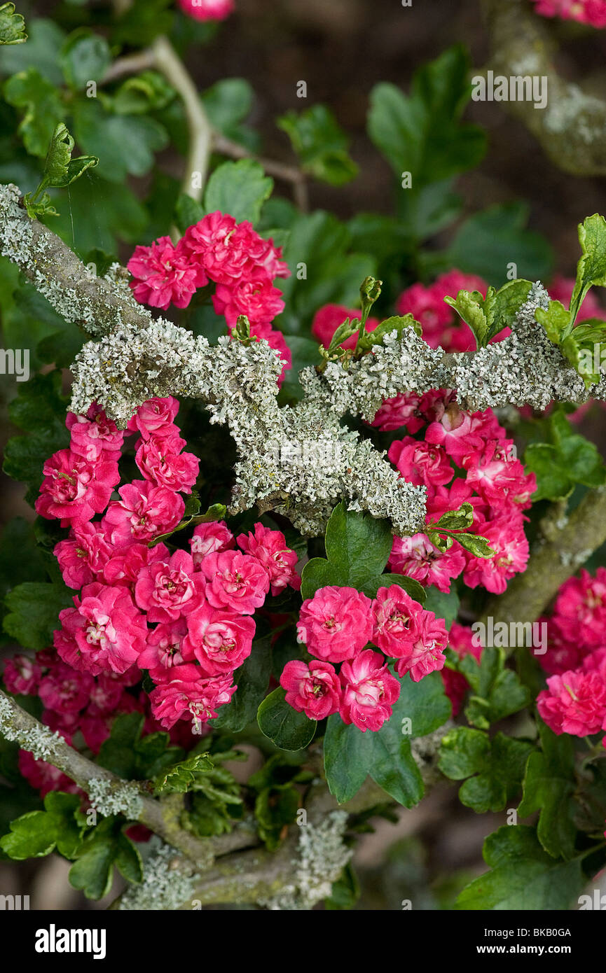 Crustose Flechten wachsen auf ornamentalen Weißdorn, Crataegus Monogyna, rosa Korkenzieher Stockfoto