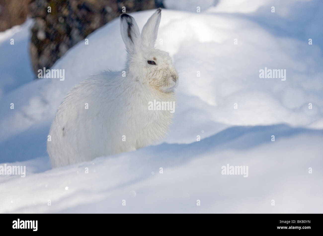 Schneehase im Schnee (Lepus Timidus) Stockfoto