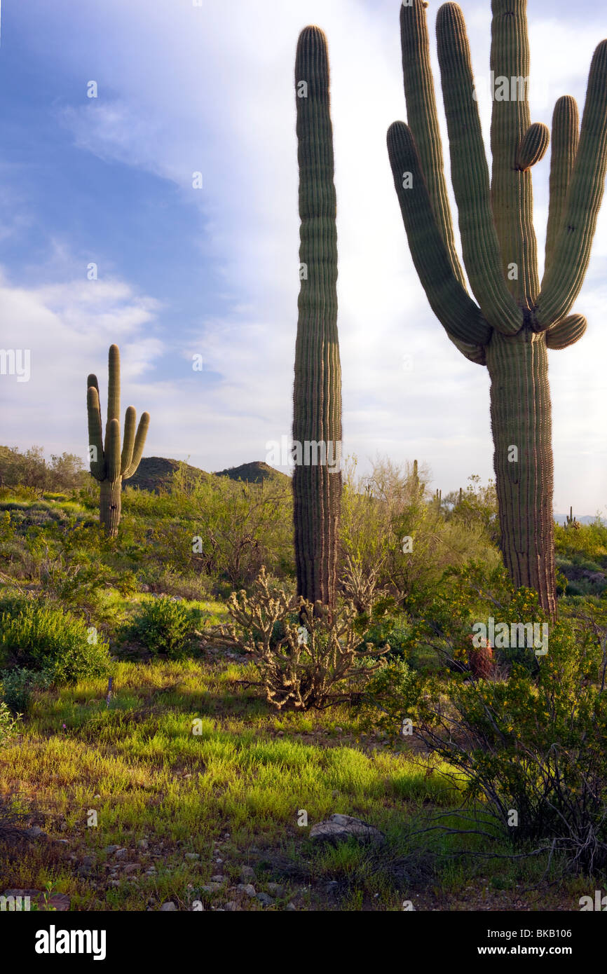 Hoch aufragenden Saguaro-Kaktus in der Sonora-Wüste und Arizonas White Tank Berge Regional Park. Stockfoto