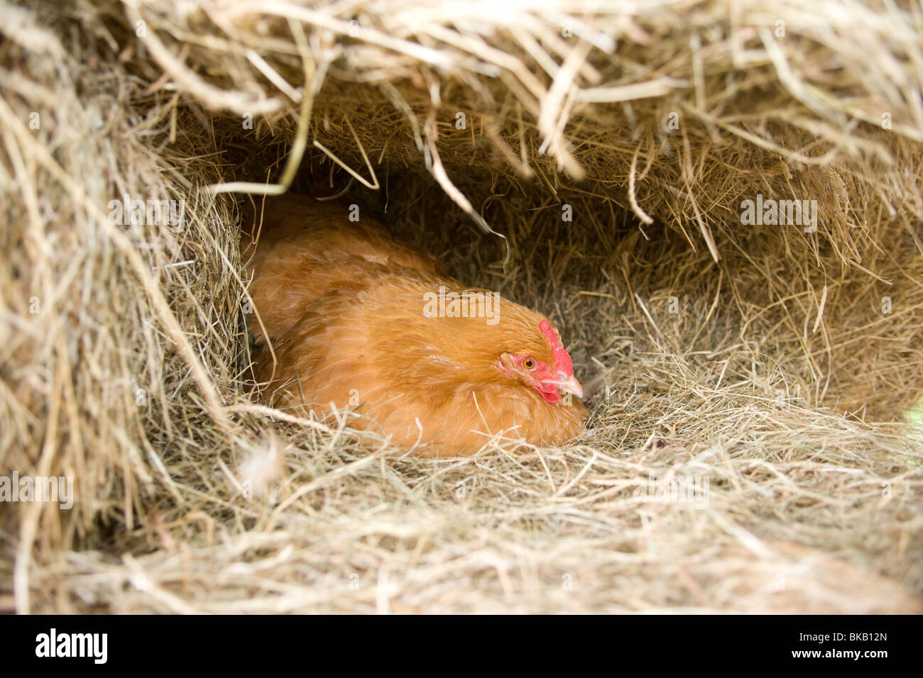 Buff Orpington-Henne auf dem nest Stockfoto