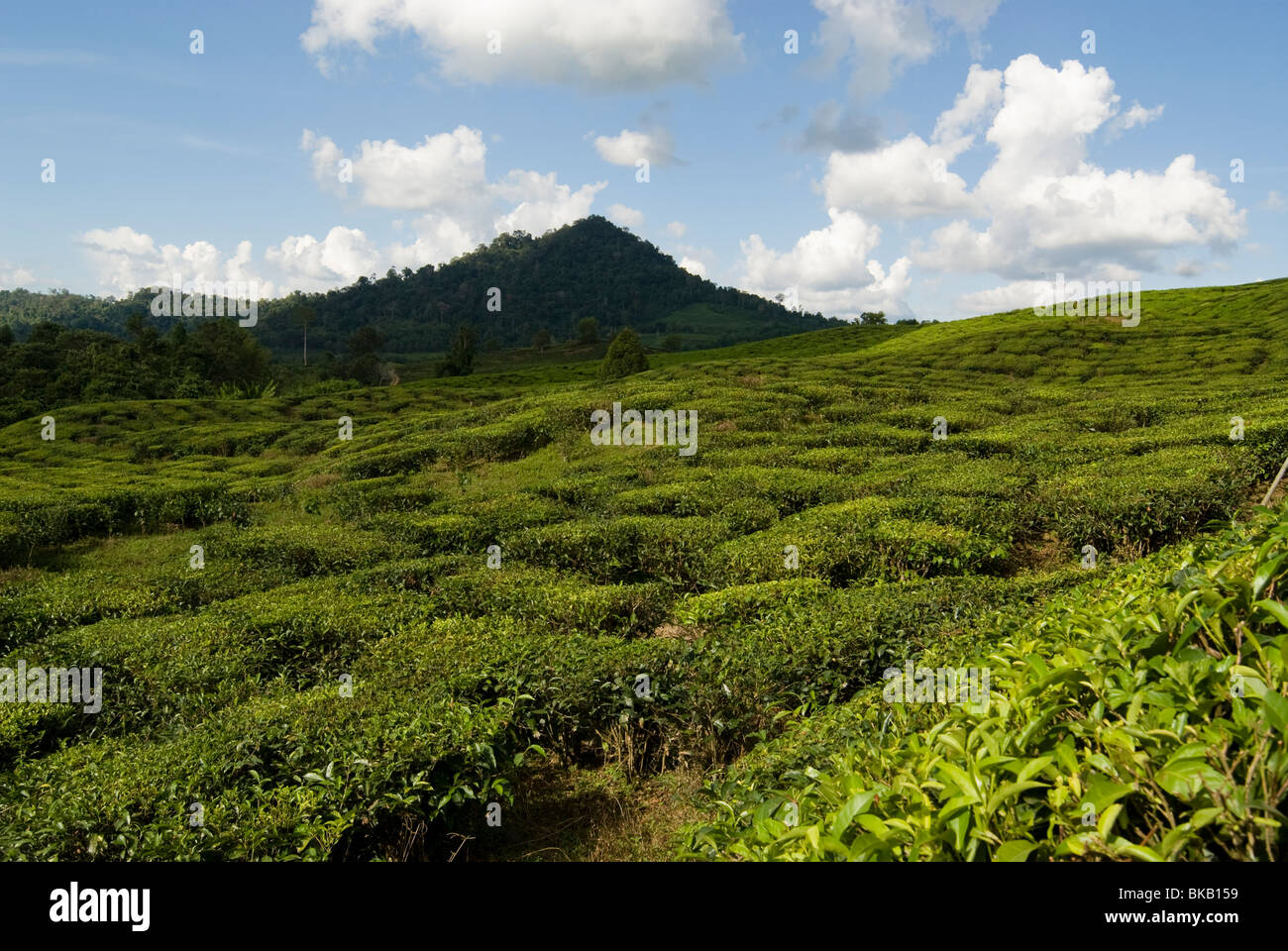 Großer Tee-Plantage, Sabah, Borneo, Ost-Malaysia. Stockfoto