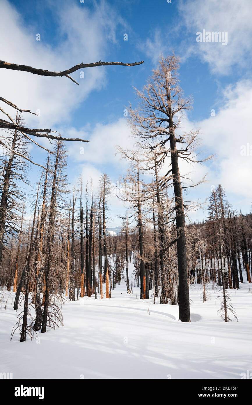 Verbrannte Bäume aus dem Gnarl Ridge Feuer, Cooper Sporn, Mount Hood National Forest - Mount Hood, Oregon Stockfoto