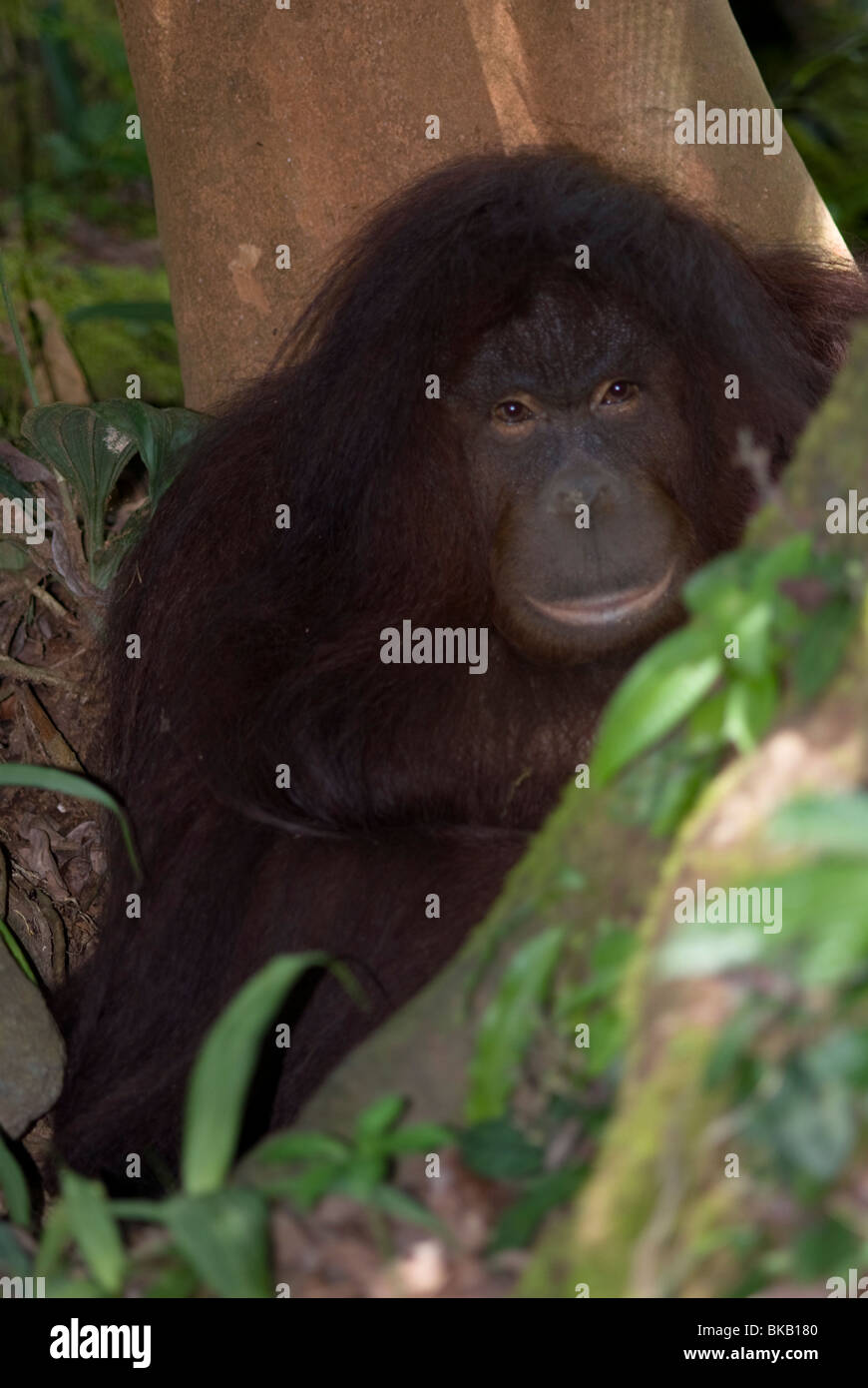Orang-Utan, Pongo Pygmaeus, Blick auf Kamera, Sabah, Borneo, Ost-Malaysia. Stockfoto
