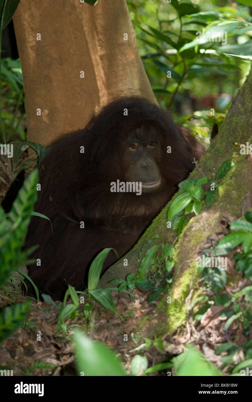 Orang-Utan, Pongo Pygmaeus, Blick auf Kamera, Sabah, Borneo, Ost-Malaysia. Stockfoto
