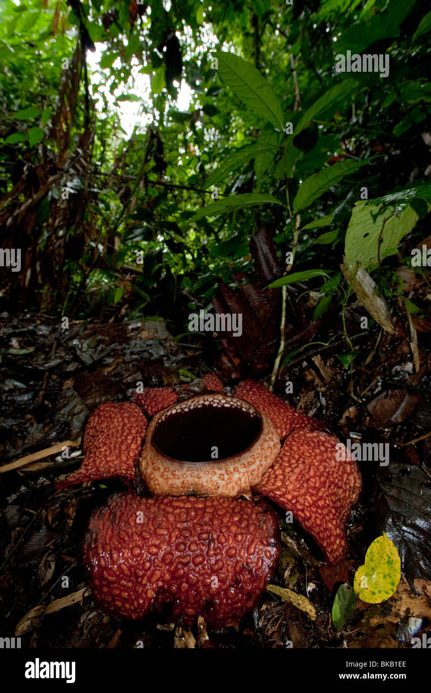 Rafflesia Arnoldii in voller Blüte, Ranau, Sabah, Malaysia Stockfoto