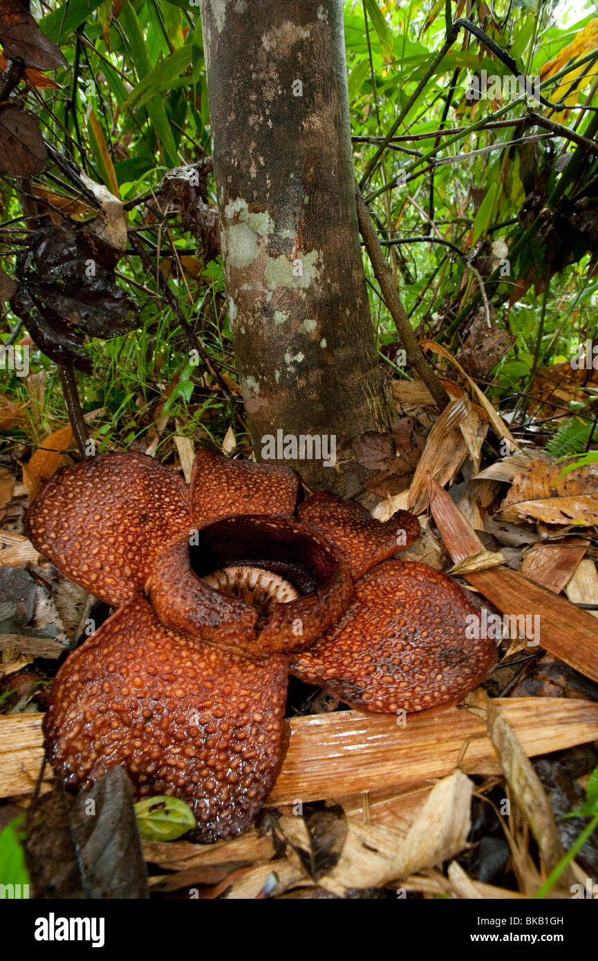 Rafflesia Arnoldii in voller Blüte, Ranau, Sabah, Malaysia Stockfoto