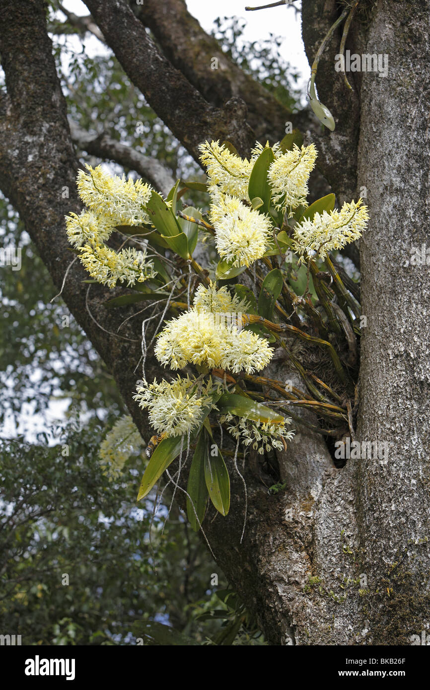 Herausragende Dendrobium, König Orchidee (Dendrobium Speciosum), Blüte in der Gabel eines Baumes. Stockfoto