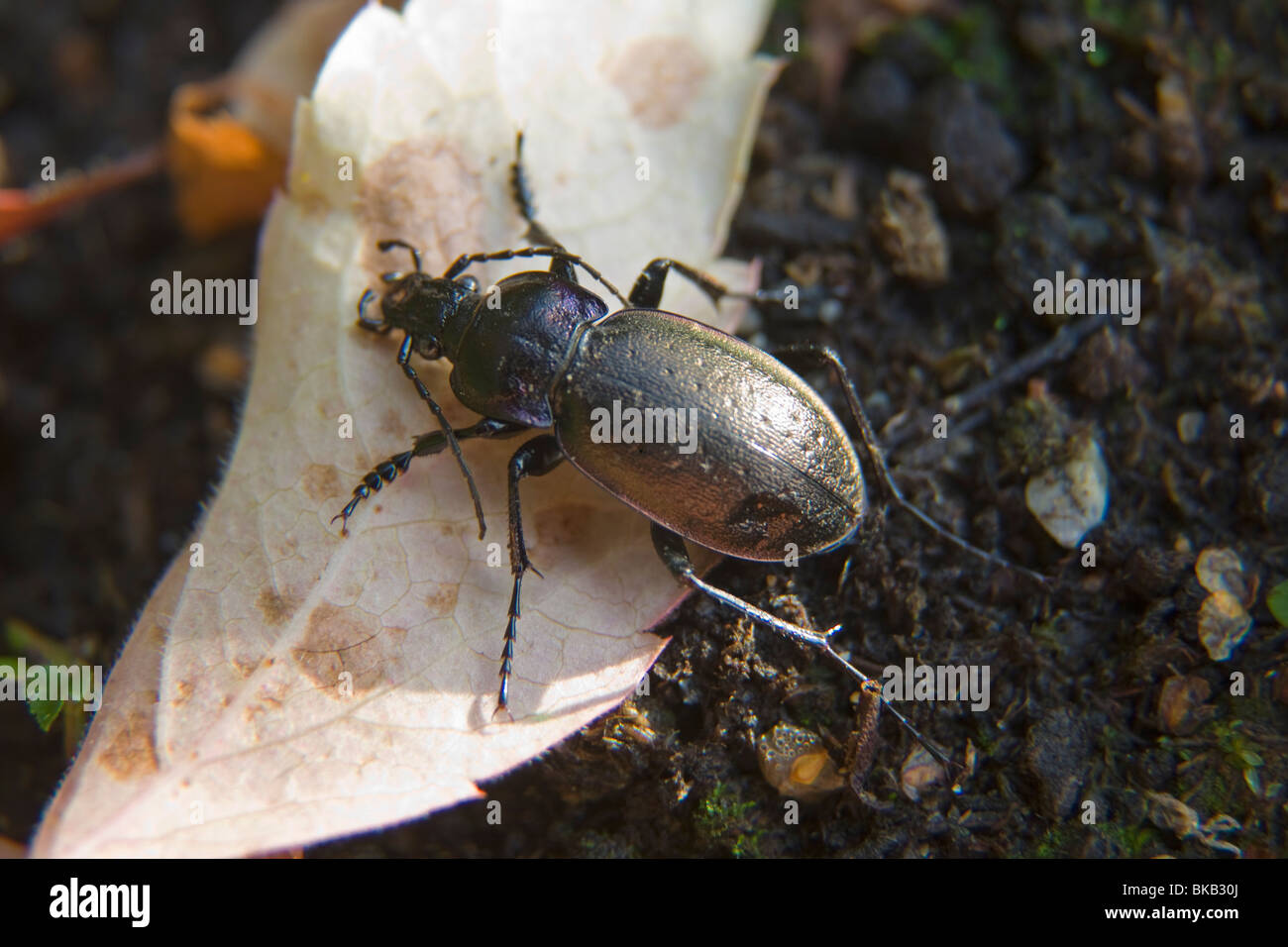 Carabus Hortensis Käfer auf dem Boden Coleoptera Insekten Stockfoto