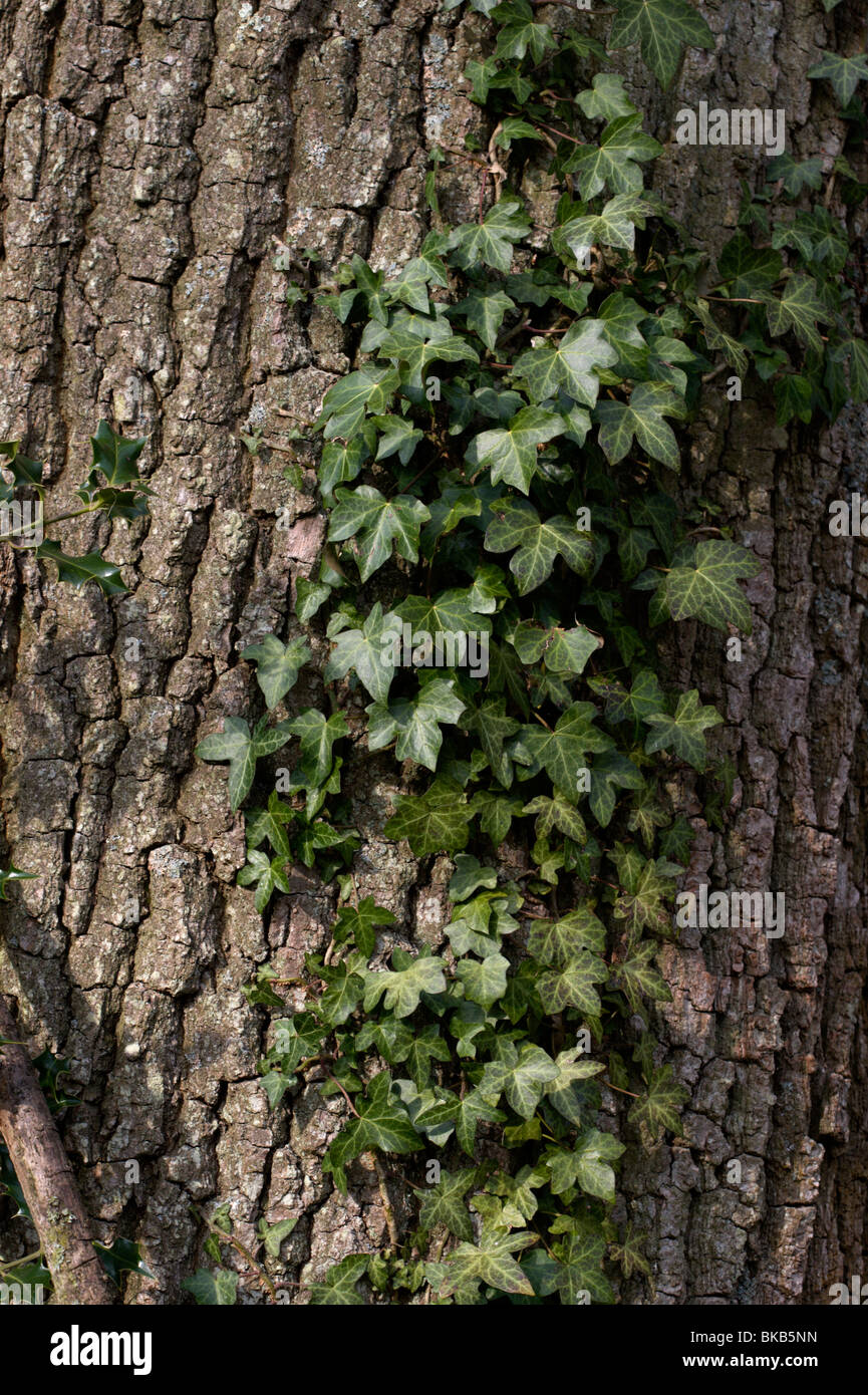 Efeu Klettern Eiche Stockfotografie - Alamy