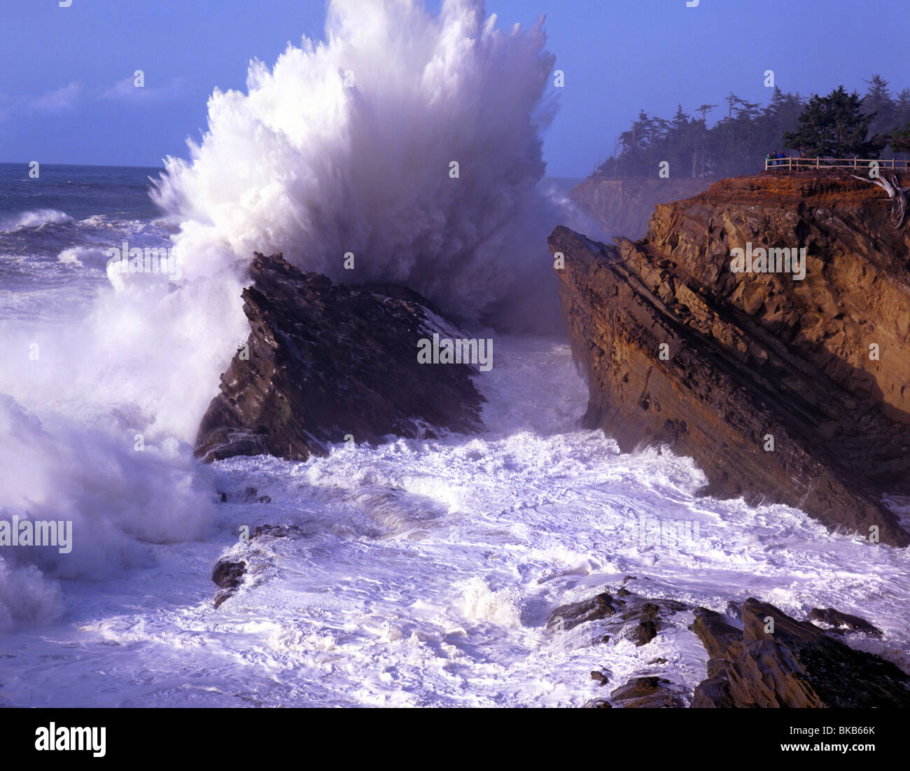 Riesige Welle stürzt gegen die Sandsteinfelsen des Oregons Shore Acres State Park. Stockfoto