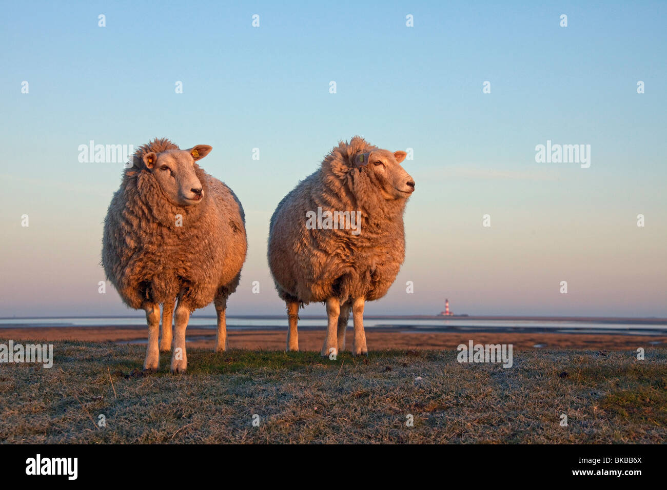 Hausschaf (Ovis Ammon Aries) mit Leuchtturm Westerheversand am fernen Horizont. Stockfoto