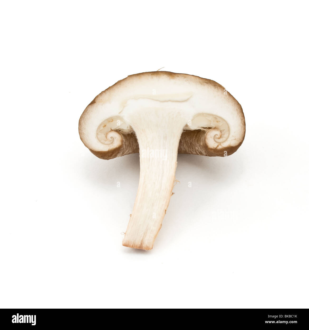 In Scheiben geschnitten roh Shiitake-Pilz isoliert vor weißem Hintergrund. Stockfoto