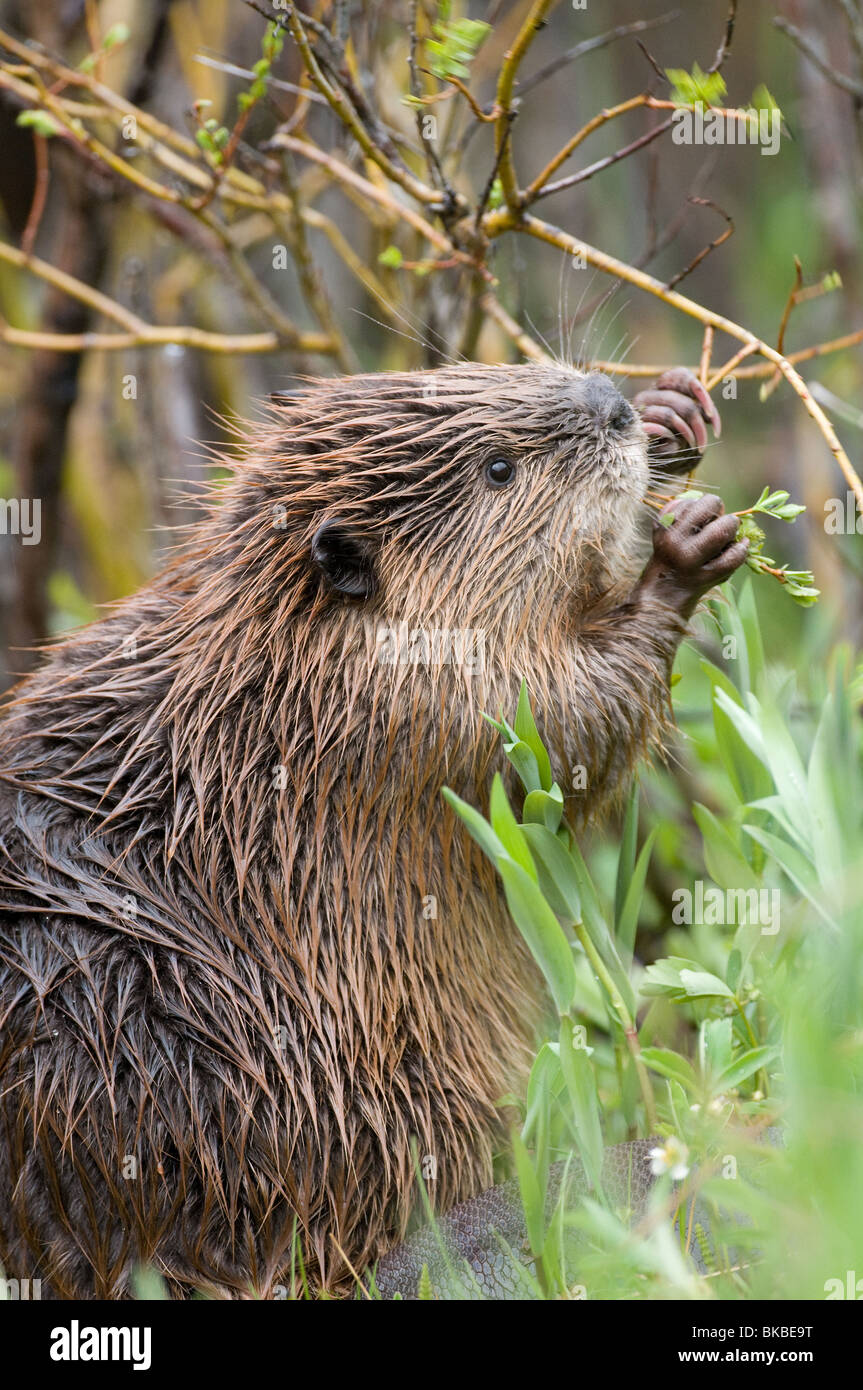 Amerikanischer Biber (Castor Canadensis) nagt an einem Zweig. Stockfoto