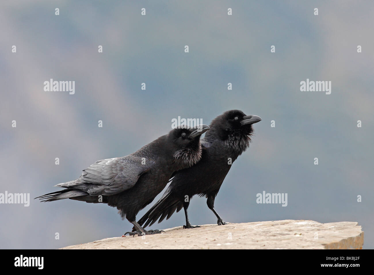 Kolkrabe (Corvus Corax), paar anzeigen. Stockfoto