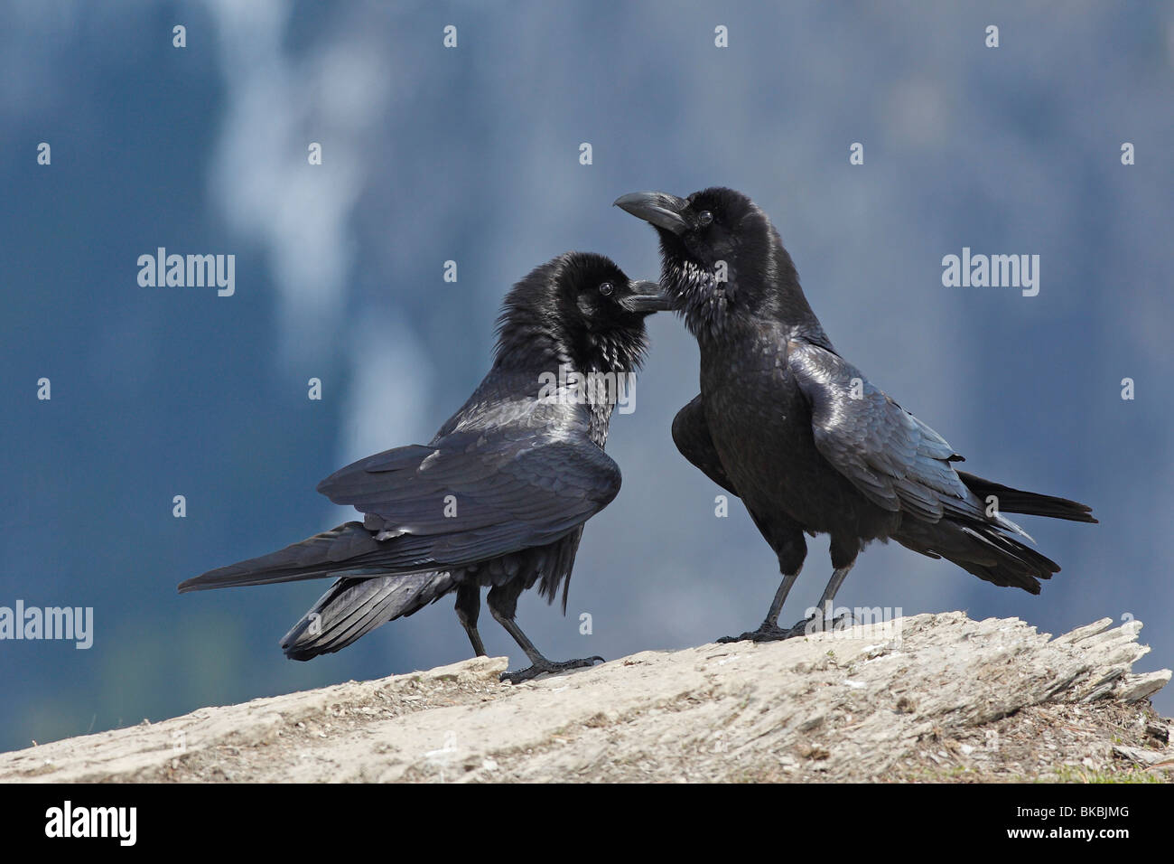 Kolkrabe (Corvus Corax), paar anzeigen. Stockfoto