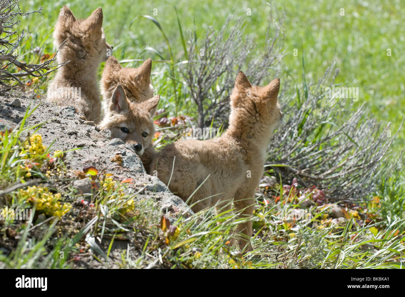 Kojote (Canis Latrans). Vier wachsamen jungen hinter einem Erdhügel. Stockfoto