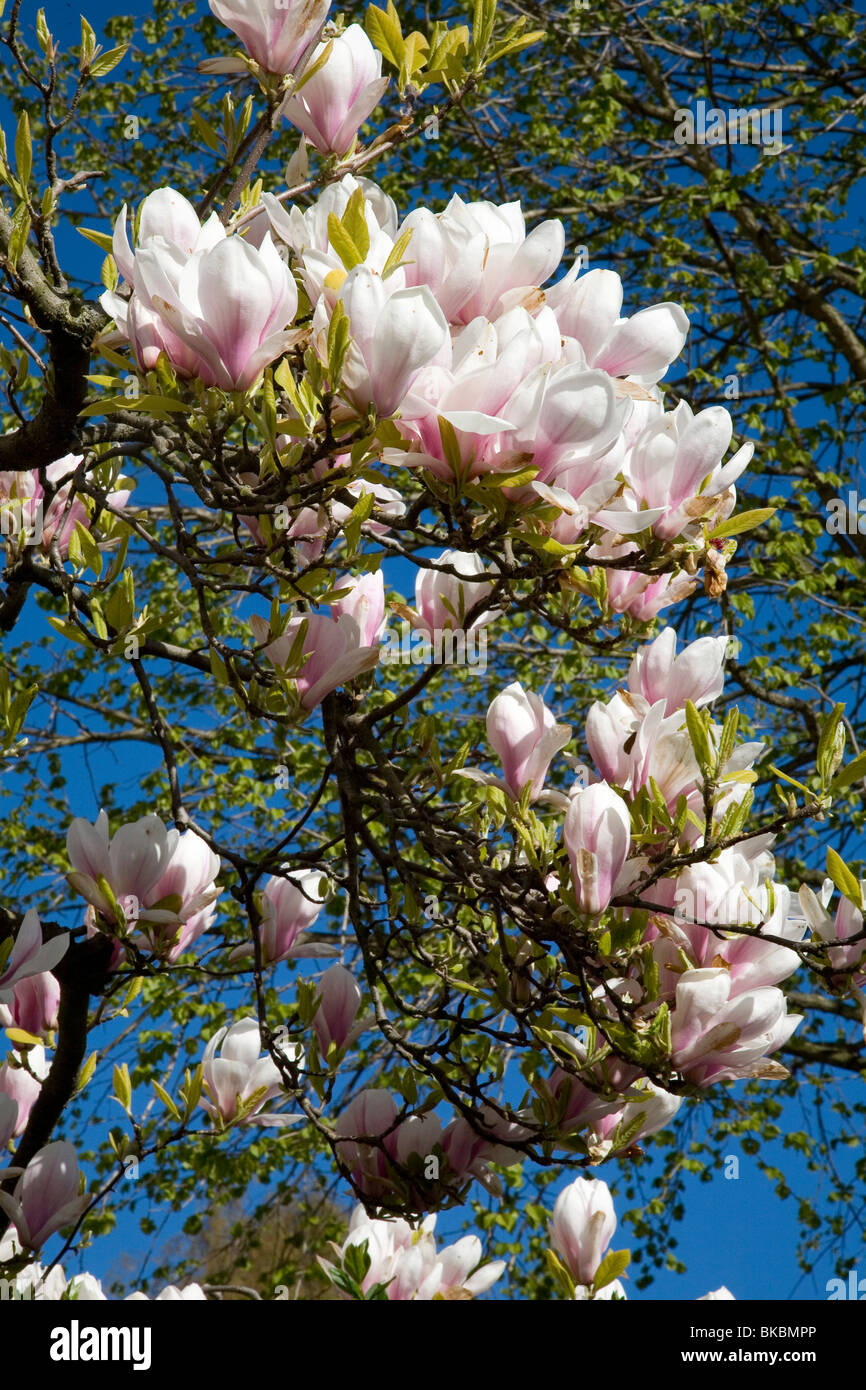 Magnolie Baum Blüte im Frühjahr Stockfoto