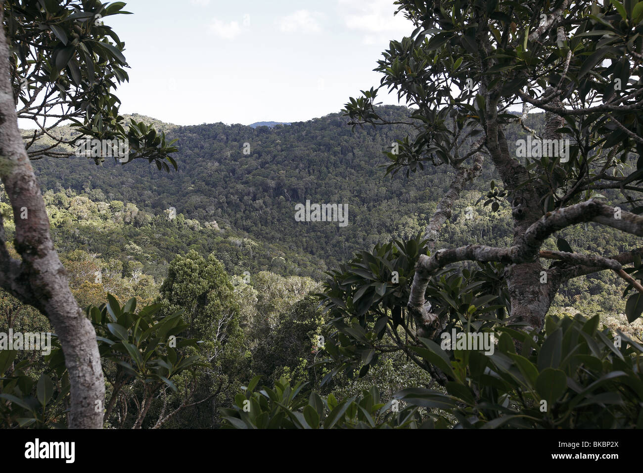 Subtropischen Regenwald im Lamington National Park, Queensland, Australien. Stockfoto