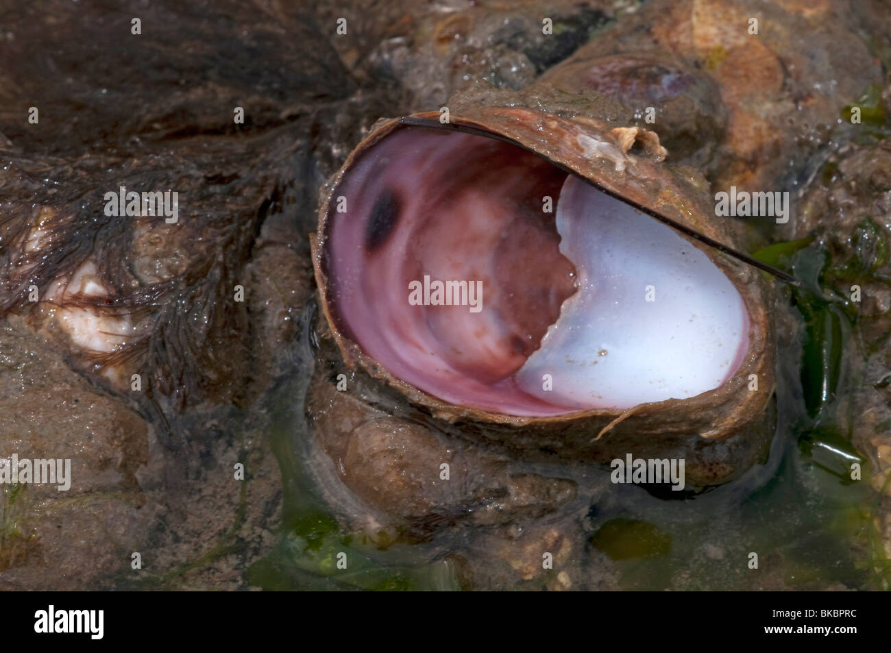 Amerikanische Pantoffel Limpet, gemeinsame Atlantic Slippersnail (Crepidula Fornicata). Stockfoto