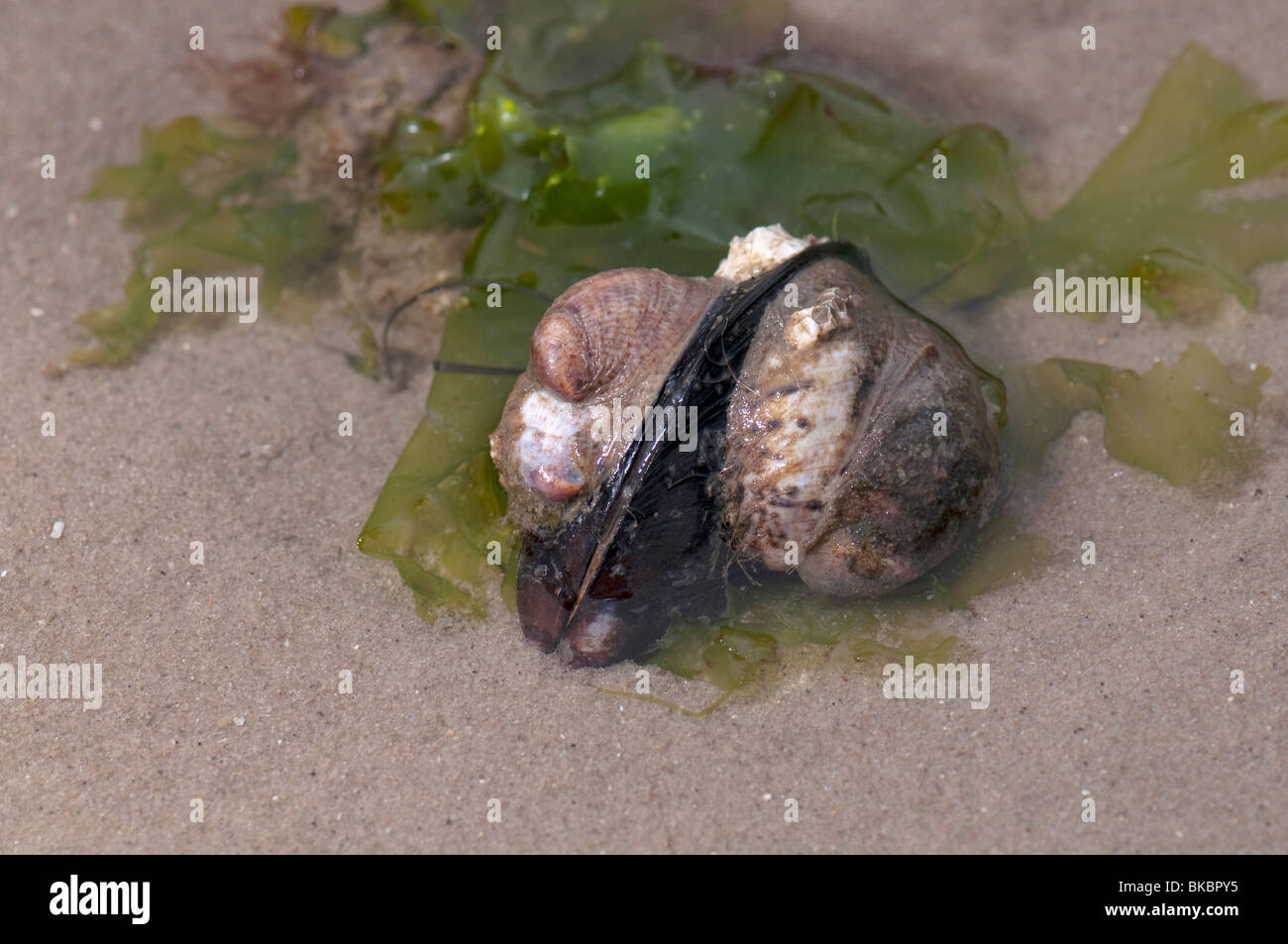 Amerikanische Pantoffel Limpet, gemeinsame Atlantic Slippersnail (Crepidula Fornicata). Mehrere Personen an einer Muschel befestigt. Stockfoto