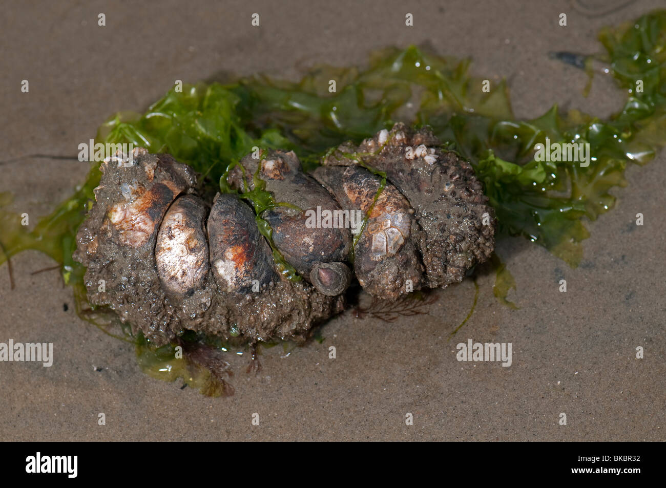 Amerikanische Pantoffel Limpet, gemeinsame Atlantic Slippersnail (Crepidula Fornicata). Stapel von lebenden Personen. Stockfoto