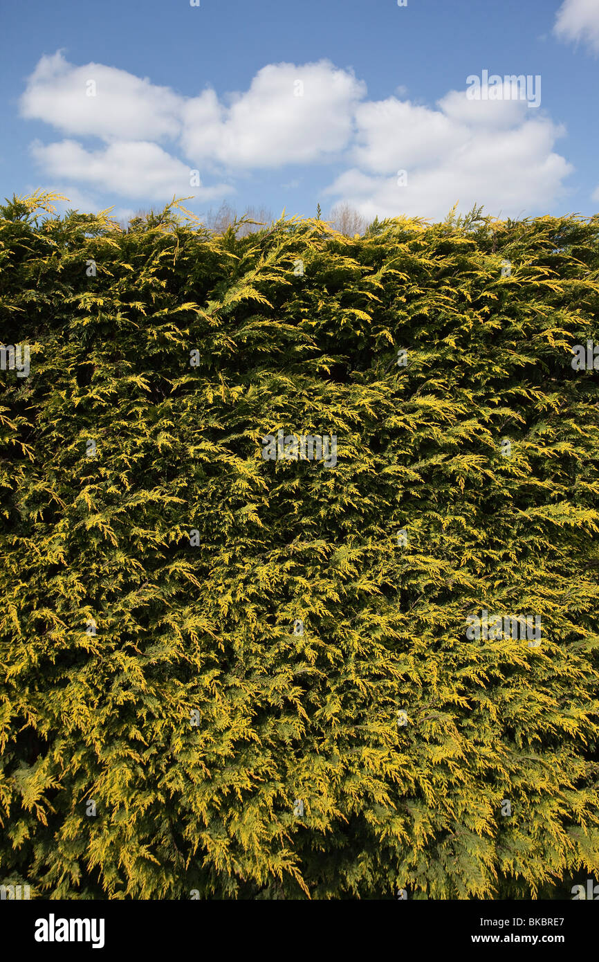 Der Spitze einer gestutzten Garten Hecke mit blauem Himmel und weißen Wolken darüber Stockfoto