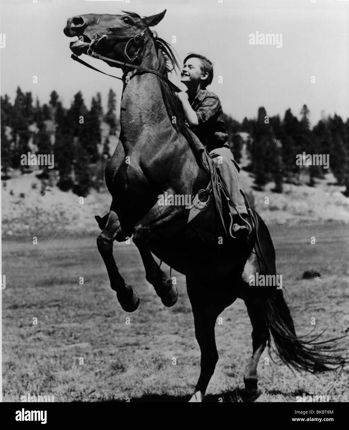 Mein Freund FLICKA (1943) RODDY McDOWALL MFFK 001 P Stockfoto