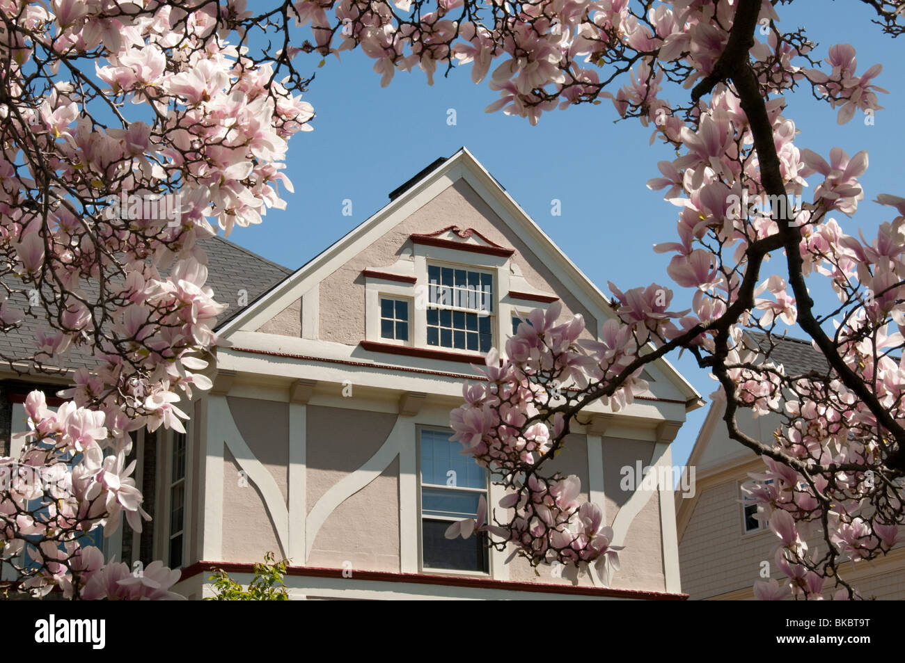 Stattliches Haus umrahmt von Magnolie. Stockfoto