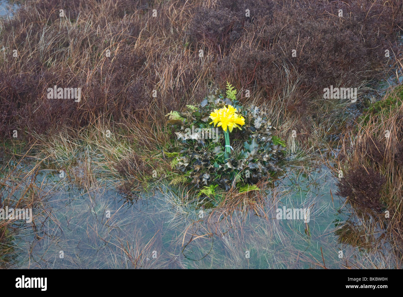Der Stachelkranz mit Narzissen auf dem wasserbedeckten Lake District fiel auf Binsey. Stockfoto