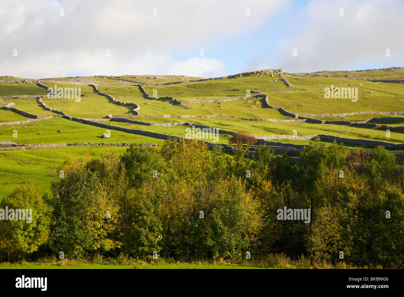 Herbst-Zeit in den Hügeln und Feldern in der Nähe von Malham, Yorkshire Stockfoto