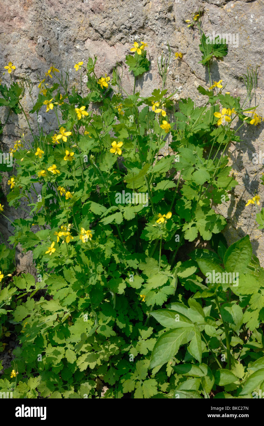 Schöllkraut (Chelidonium Majus), blühende Pflanze vor einer Wand. Stockfoto