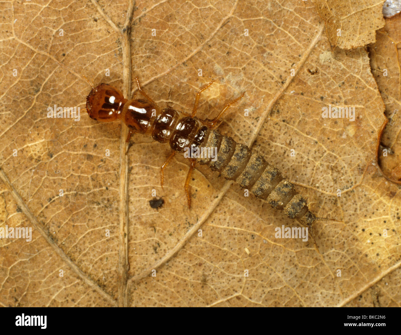 Ein Boden Käfer Larve (Laufkäfer) unbekannten Räuber von kleinen Insekten Stockfoto