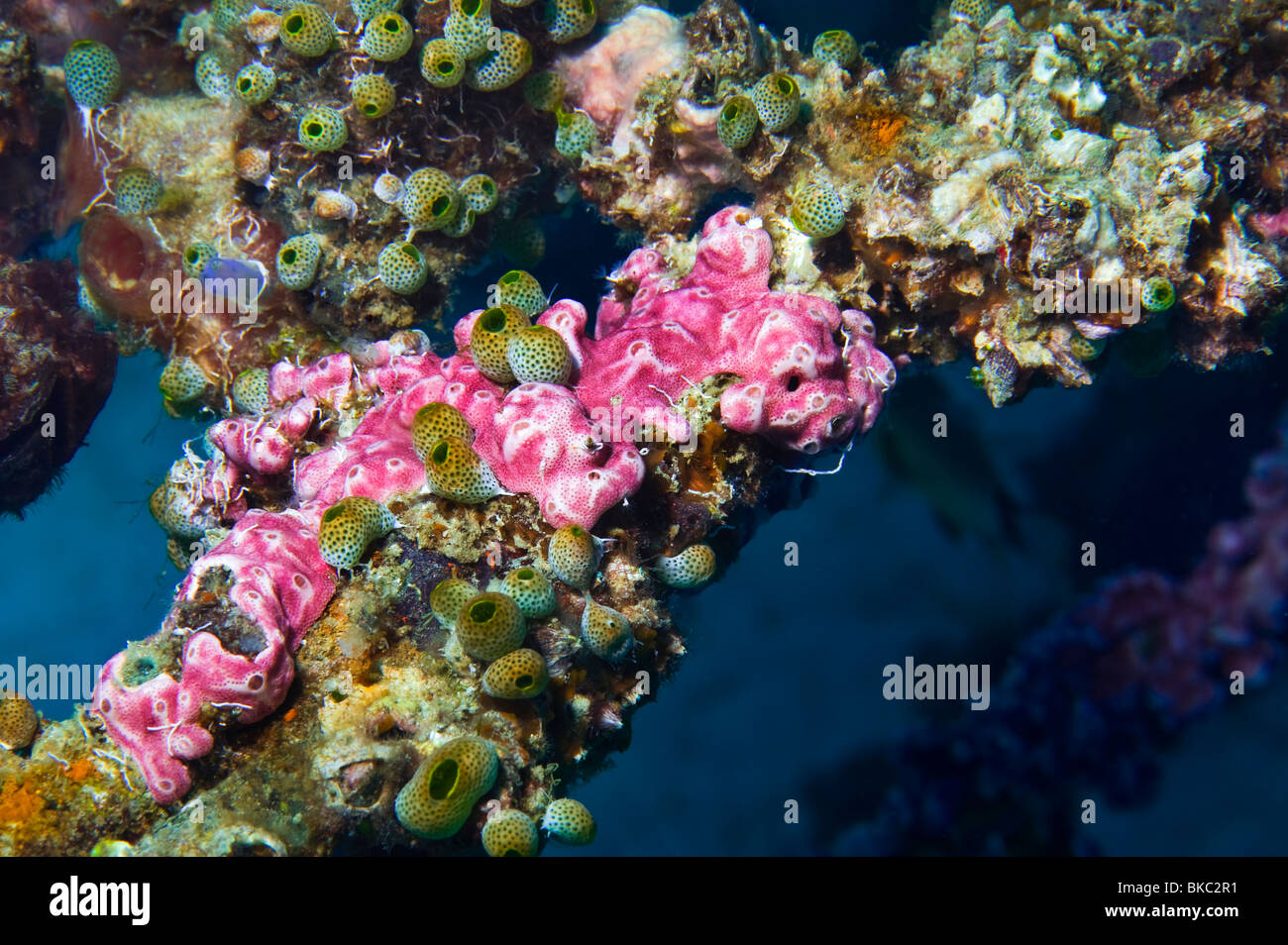 Korallenriff Unterwasser unter Wasser MALAPASCUA Inseln Unterwasser wilde Wildnis Korallenriff Weichkorallen Tauchen Taucher Tauchen n Stockfoto