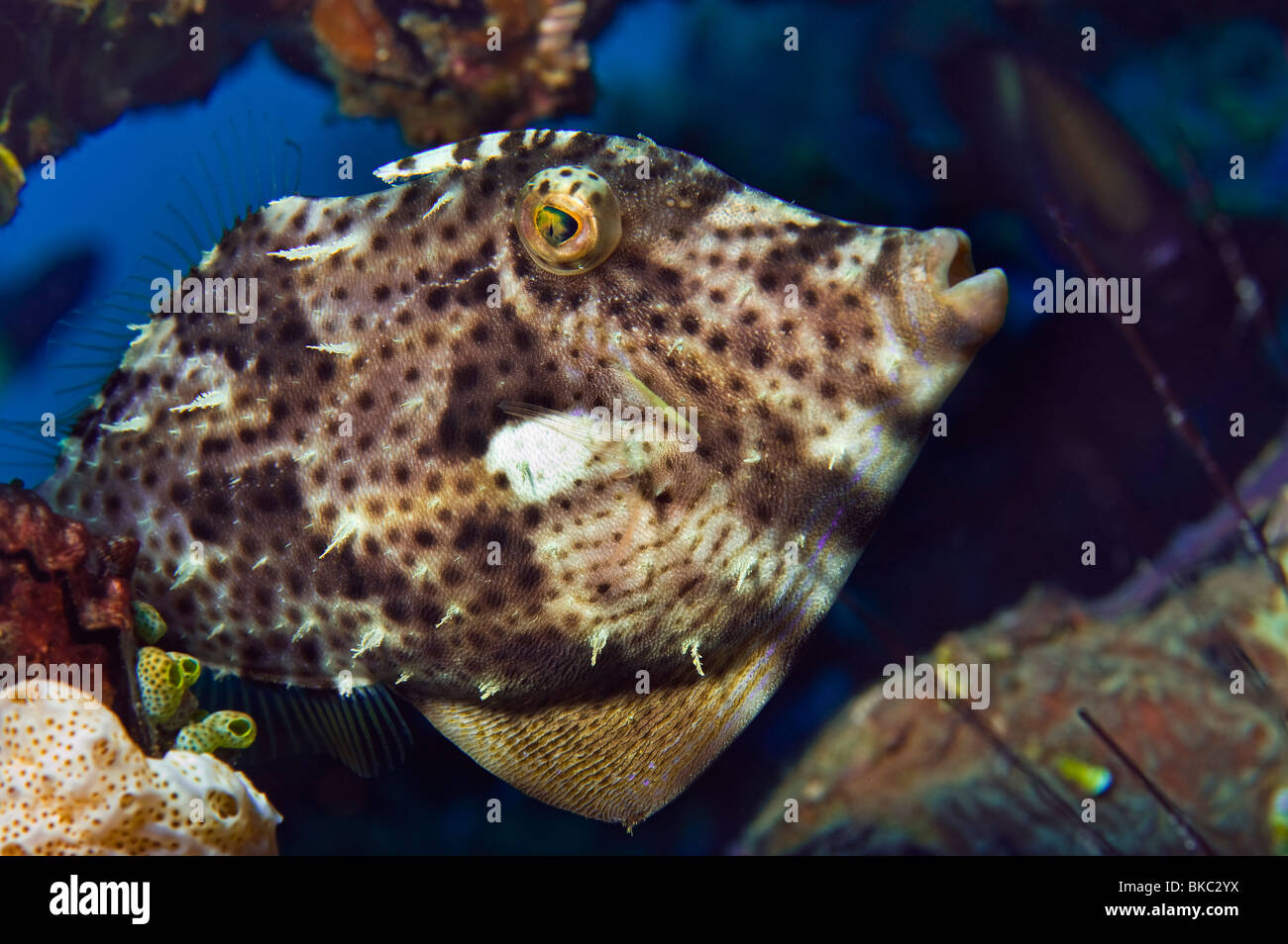 Radiale Lederjacke Feilenfisch Datei Rifffische Acreichthys Radiatus Monacanthidae Malapascua unter Wasser Meer MALAPASCUA Inseln Stockfoto