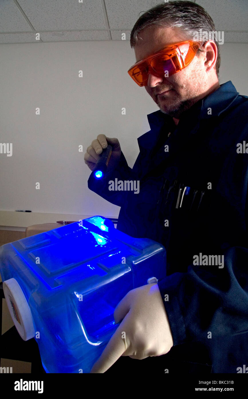 Fingerabdruck-Analyst mit einer farbigen Lichtquelle, um Fingerabdrücke auf forensische Beweise in einem Verbrechen Labor zu beleuchten. Stockfoto