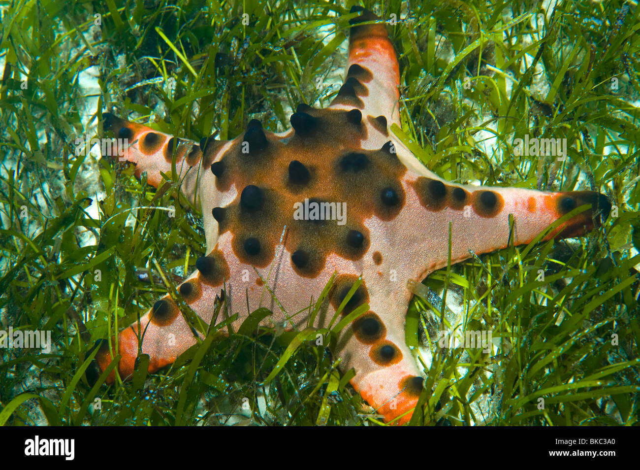 Riesige knubbeligen Seastar Schokoladenkekse Sterne gehörnten Seestern Protoreaster Nodosus Riff-wilde Tiere leben Meer Sealife Taucher Tauchen Stockfoto