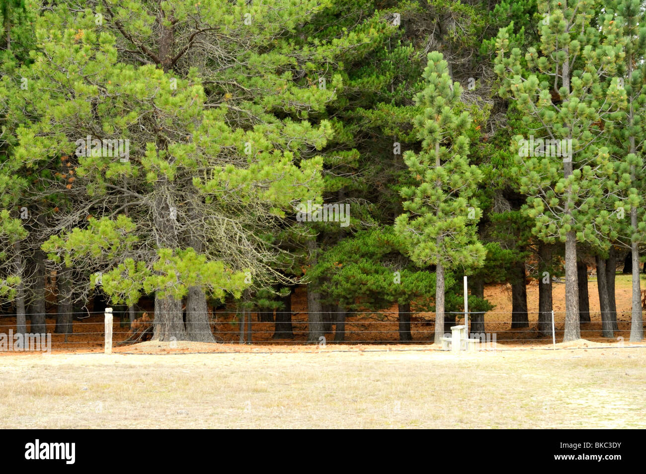 Kiefer-Wald, Tekapo, Canterbury, Neuseeland. Stockfoto