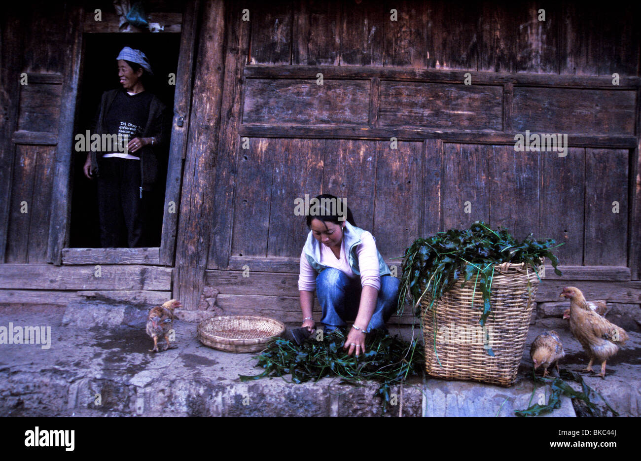 Mu Ze Latso feeds Algen aus Lugu-See um ihre Hühner, Esel und Kühe. Mo Suo Menschen leben entlang LuGu-See, Provinz Yunnan Stockfoto