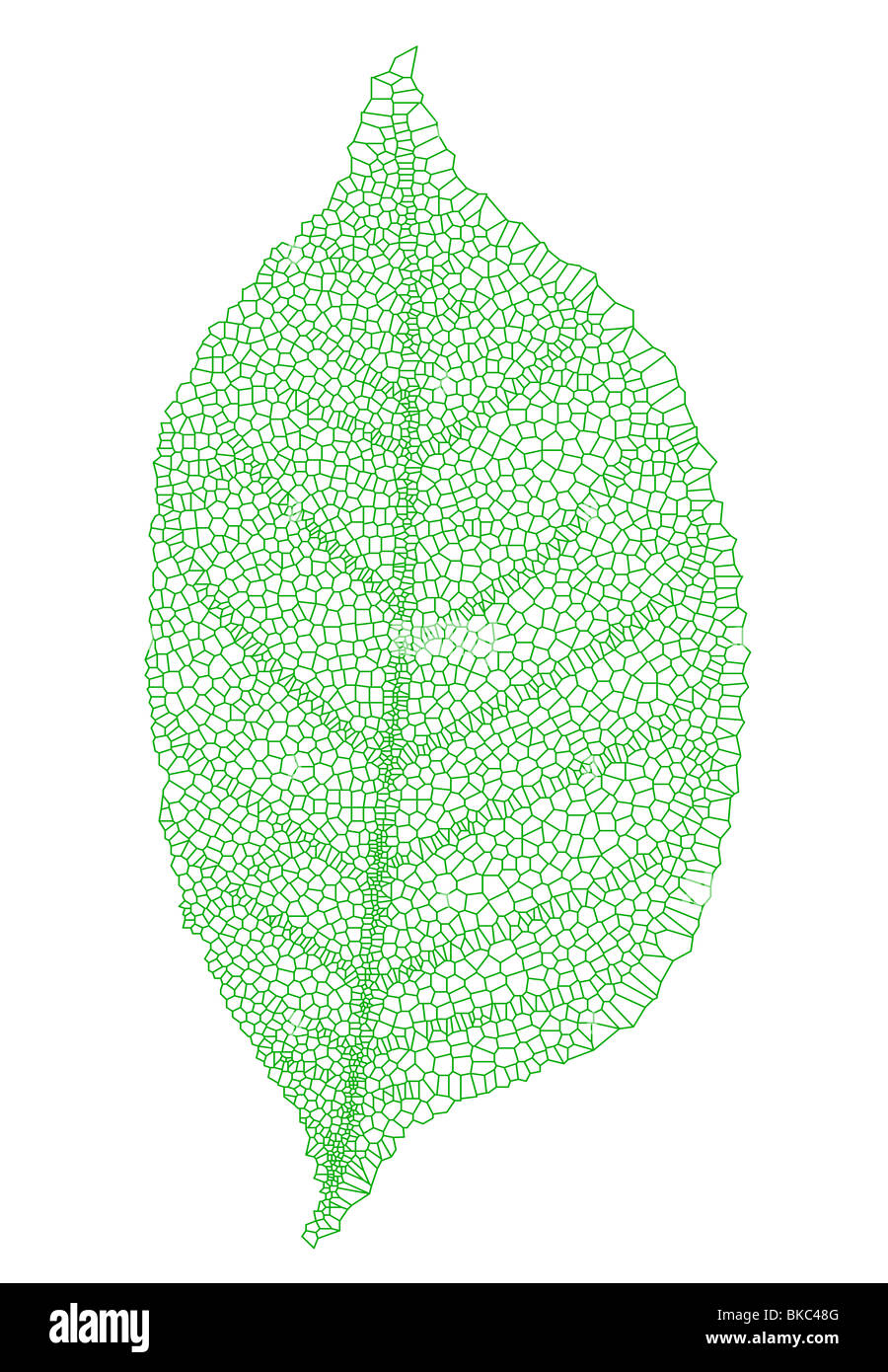 grünes Blatt mit detaillierten Textur Stockfoto