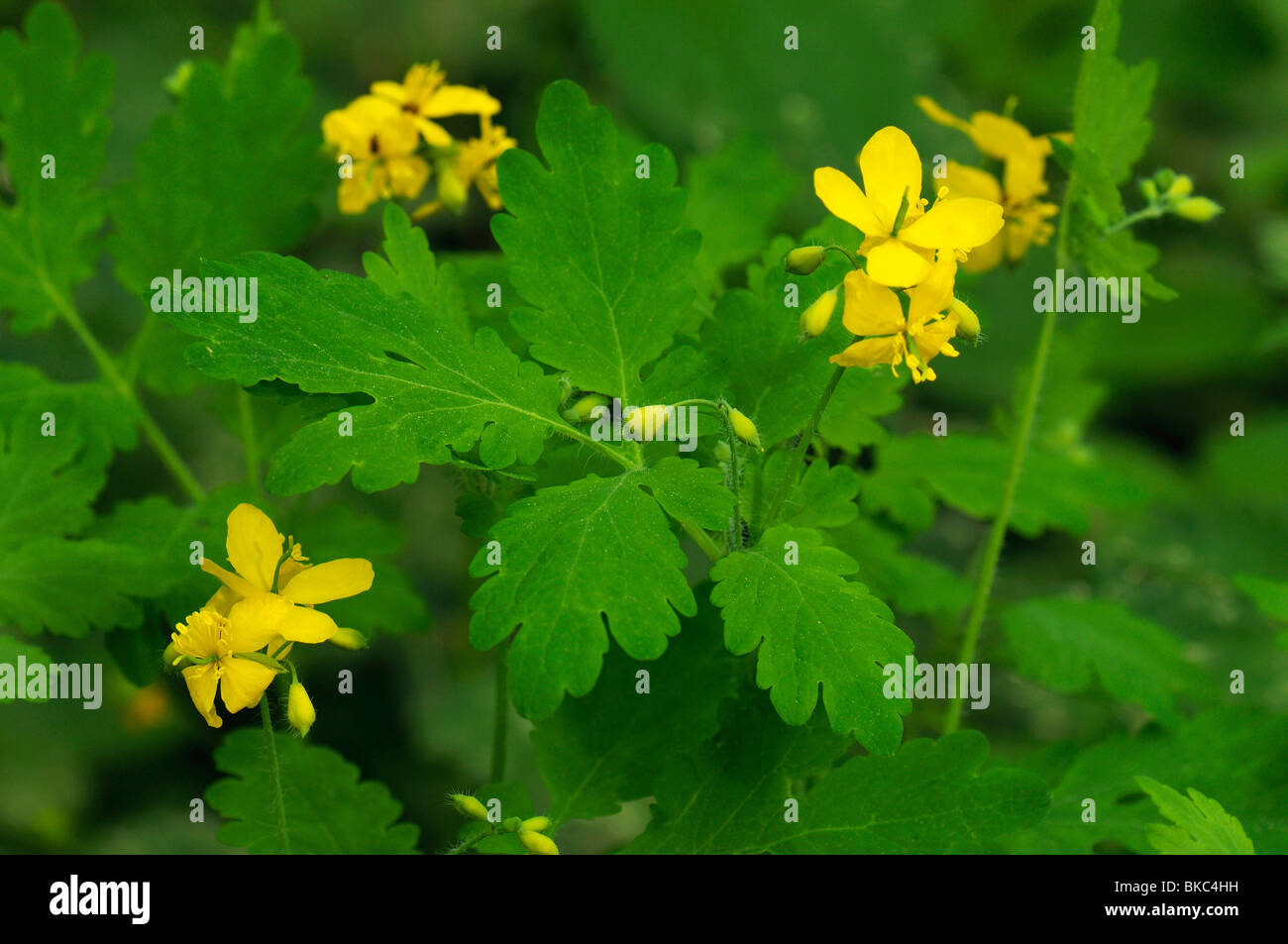 Schöllkraut (Chelidonium Majus), Blüten und Blätter. Stockfoto