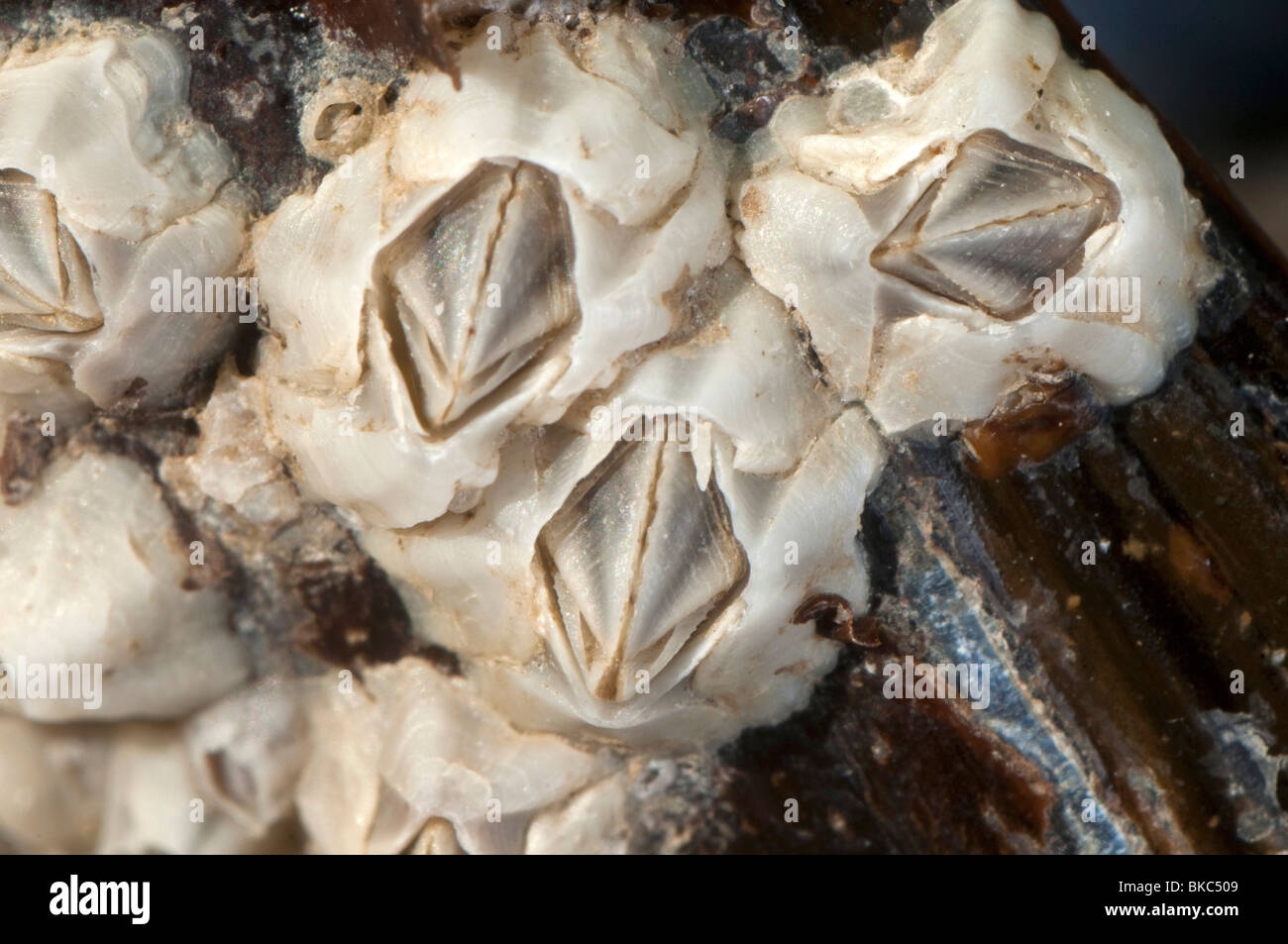 Australische Barnacle (Elminius Modestus) auf eine Muschelschale. Stockfoto