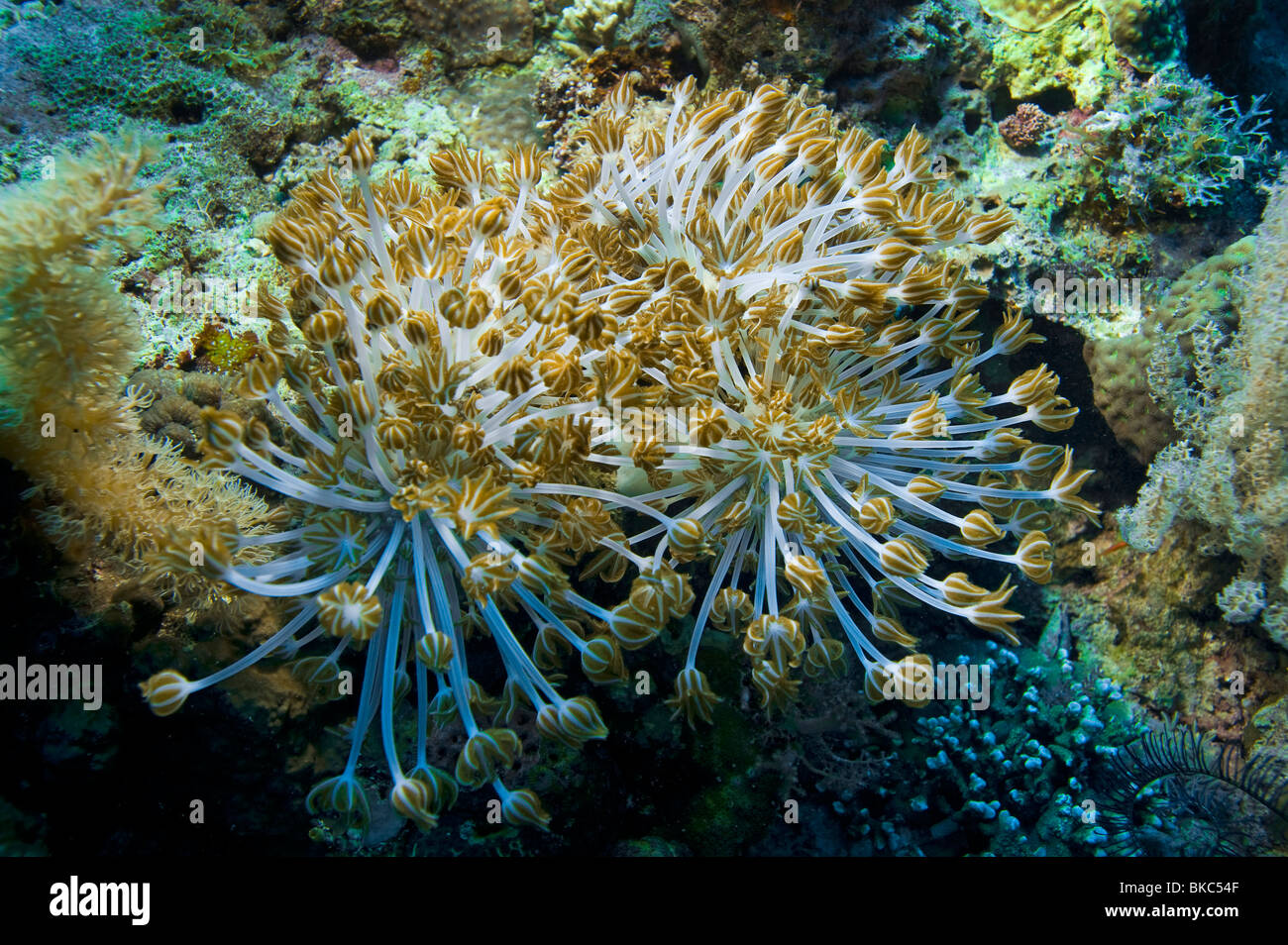REEF Malapascua soft Coral Sea Anemone Corky Meer Finger Gongonian Briareum Asbestinum deadman's Finger Blume weichen Korallen xenia Stockfoto