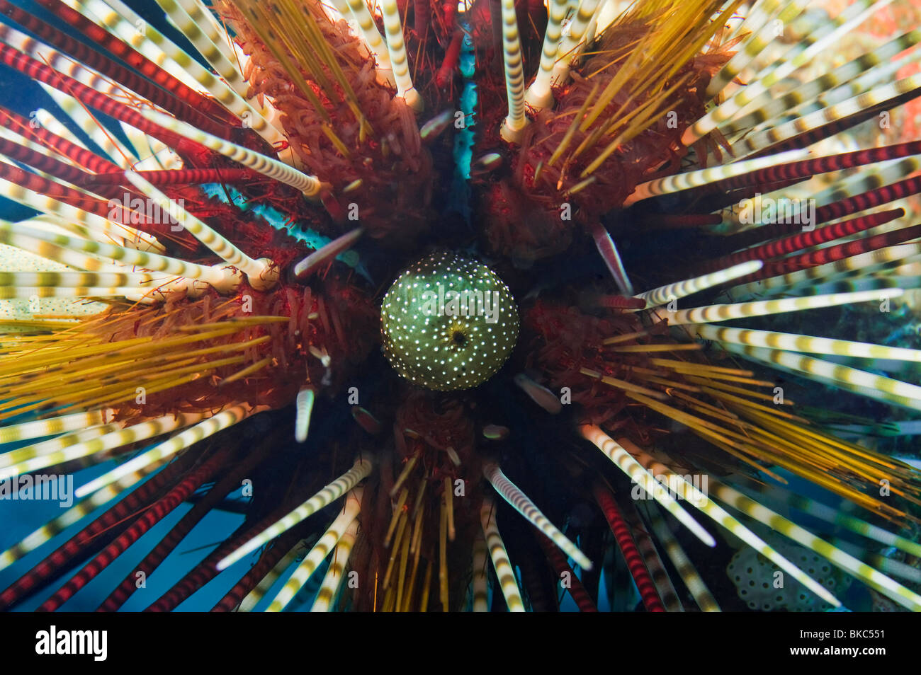 Doppelte spined gebänderten Seeigel Malapascua Cebu Philippinen diadem Echinothrix Calamaris Kloake Riff wilde Tiere leben Meer Dichtung Stockfoto