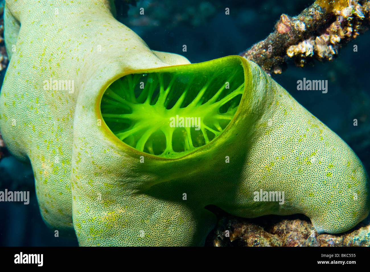 Korallenriff grün Schwamm Rohr unter Wasser unter Wasser MALAPASCUA Inseln Unterwasser wilde Wildnis Korallenriff Weichkorallen Stockfoto