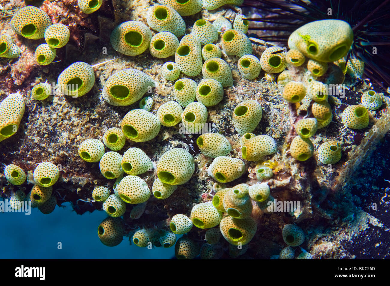 Korallenriff Unterwasser unter Wasser MALAPASCUA Inseln Unterwasser wilde Wildnis Korallenriff Weichkorallen Tauchen Taucher Tauchen n Stockfoto