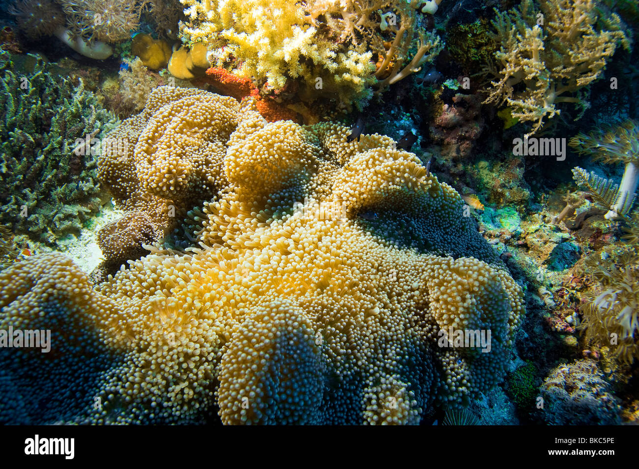 Korallenriff Unterwasser unter Wasser MALAPASCUA Inseln Unterwasser wilde Wildnis Korallenriff Weichkorallen Tauchen Taucher Tauchen n Stockfoto