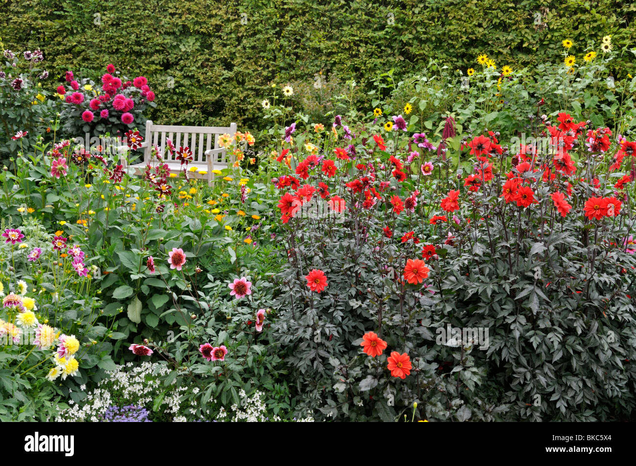 Dahlia Garden Stockfoto