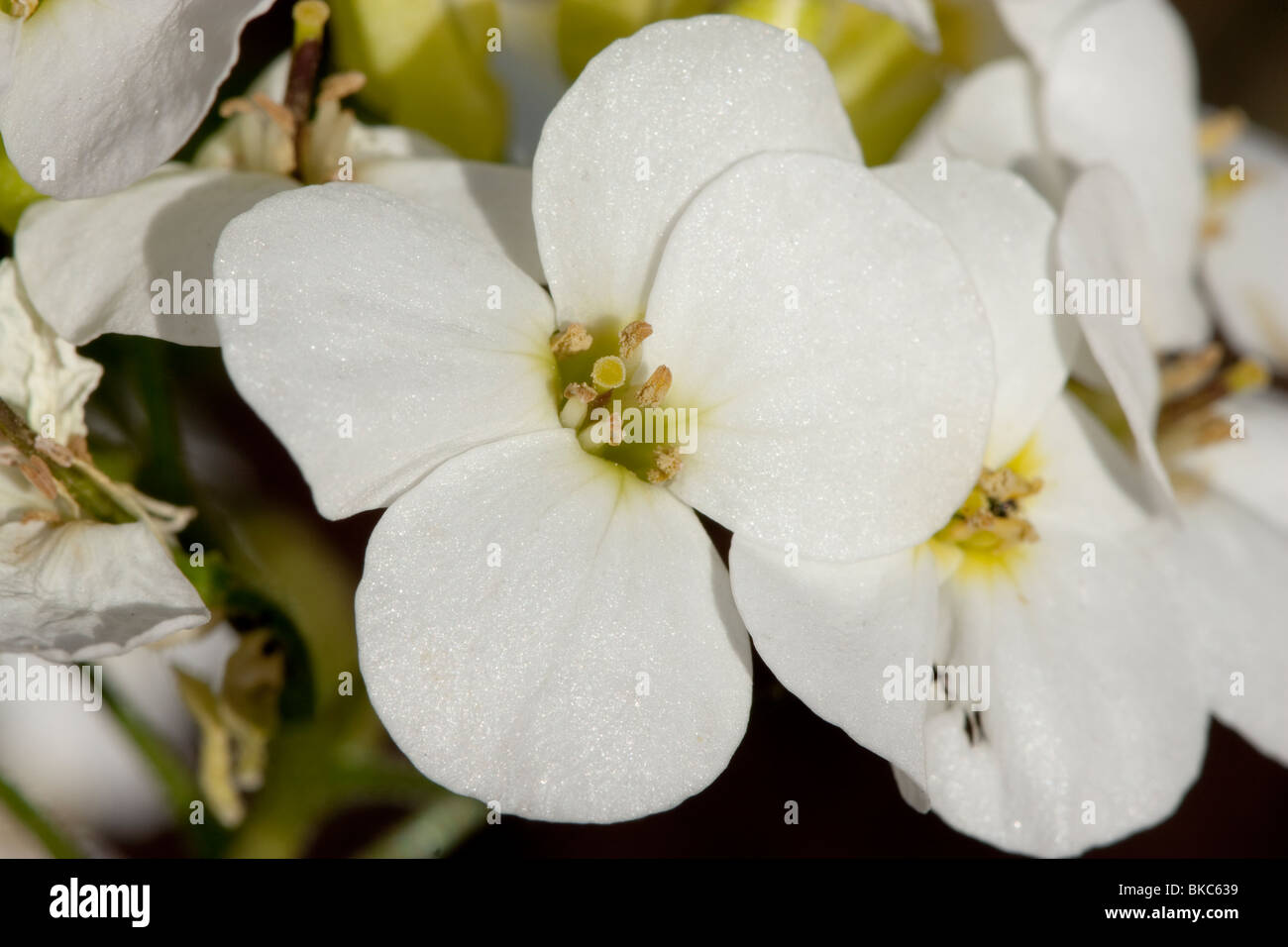 Blühenden Arabis Schneeglöckchen Stockfoto
