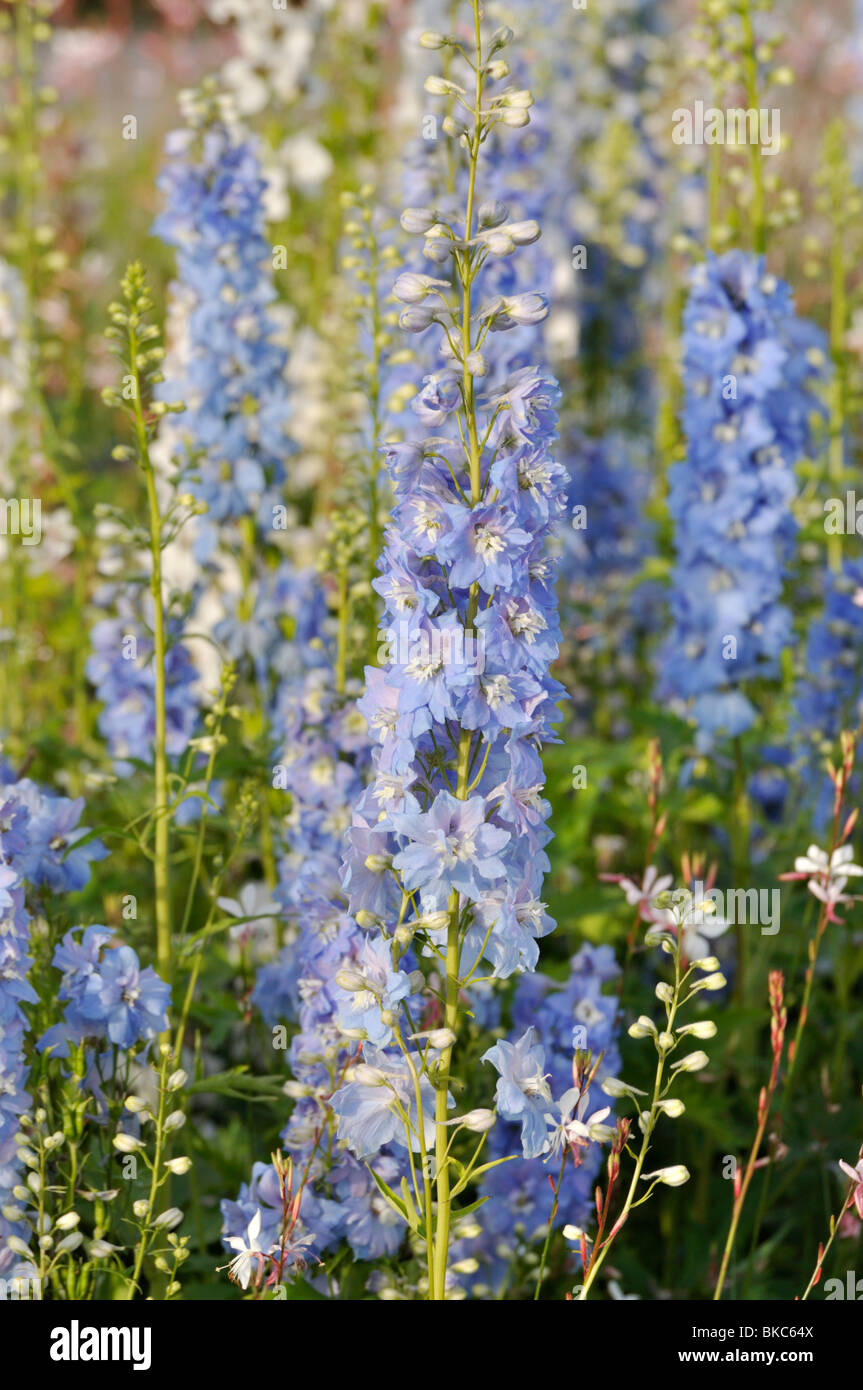 Rittersporn (delphinium x "cultorum 'Magic fountains Himmelblau') Stockfoto